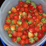 #100HappyDays Challenge: Day 7 Strawberry Picking